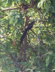 Phaenicophaeus tristis