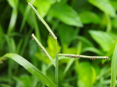 Paspalum orbiculare