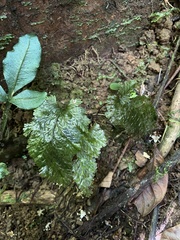 Hymenophyllales