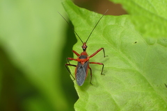 Rhynocoris mendicus