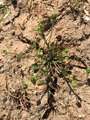 Ranunculus bonariensis