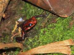 Andinobates cassidyhornae