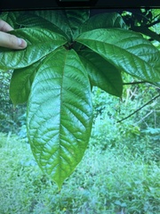 Sterculia stipulata