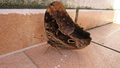 Caligo beltrao