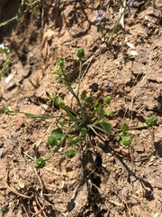 Ranunculus bonariensis