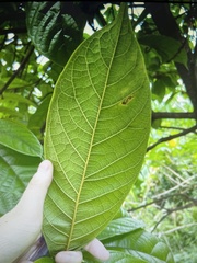 Sterculia stipulata