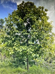 Sterculia stipulata