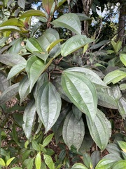 Miconia mirabilis