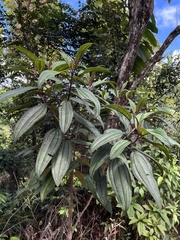 Miconia sintenisii