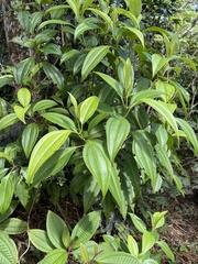 Miconia borinquensis