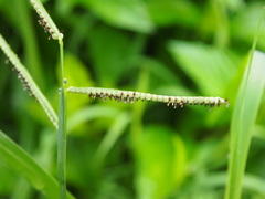 Paspalum orbiculare