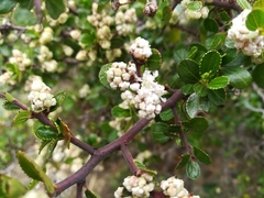 Ceanothus buxifolius