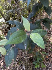 Miconia urbanii