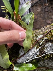 Microgramma lycopodioides