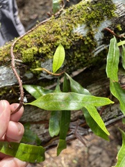 Microgramma lycopodioides