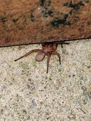 Myrmekiaphila
