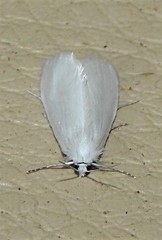 Tipanaea patulella