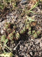 Pogogyne zizyphoroides