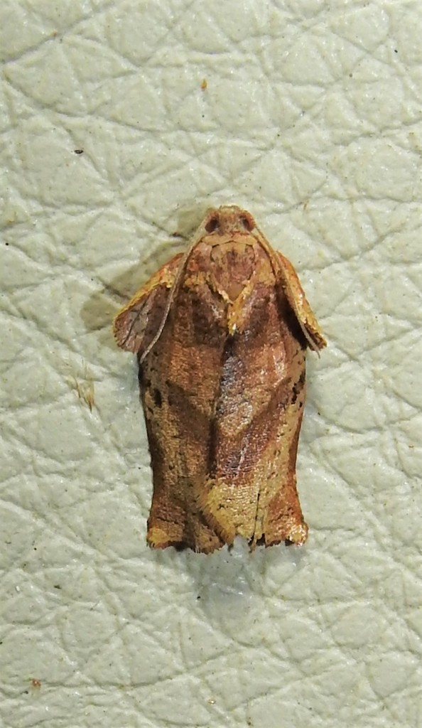 Homona trachyptera