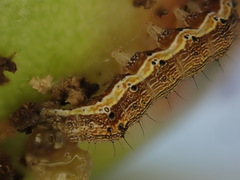 Helicoverpa armigera conferta