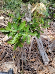 Quercus × macdonaldii