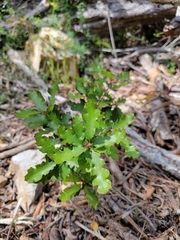 Quercus × macdonaldii