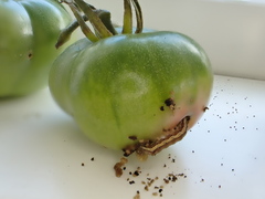 Helicoverpa armigera conferta