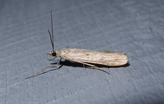 Eudonia leptalaea