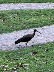 Pseudibis papillosa