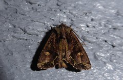 Ichneutica insignis