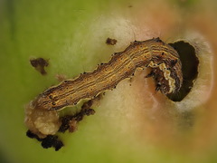 Helicoverpa armigera conferta