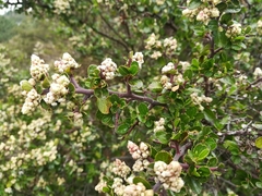 Ceanothus buxifolius