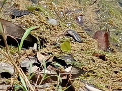 Gandaca harina distanti