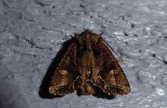 Ichneutica insignis