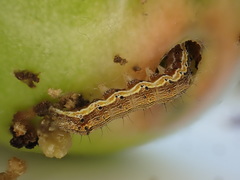 Helicoverpa armigera conferta