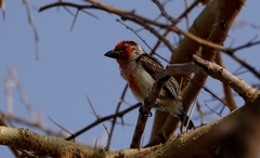 Lybius vieilloti
