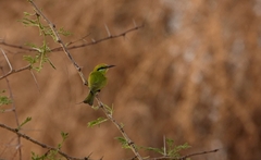 Merops viridissimus