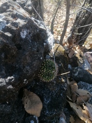 Mammillaria karwinskiana