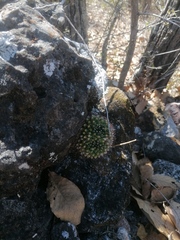 Mammillaria karwinskiana