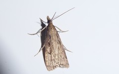 Eudonia octophora