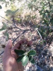 Cercocarpus macrophyllus