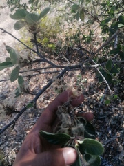 Cercocarpus macrophyllus