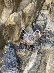 Echeveria cuspidata