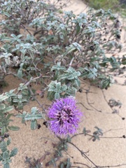 Monardella undulata