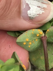 Puccinia oxalidis
