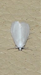 Tipanaea patulella