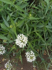 Centranthus