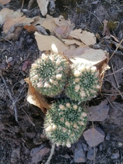 Mammillaria karwinskiana