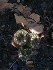 Mammillaria karwinskiana
