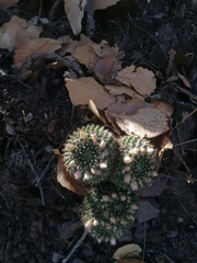 Mammillaria karwinskiana